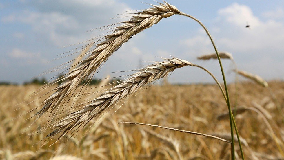 وزير الزراعة المصري يعلق على فحص القمح القادم من روسيا بعد الانفجار