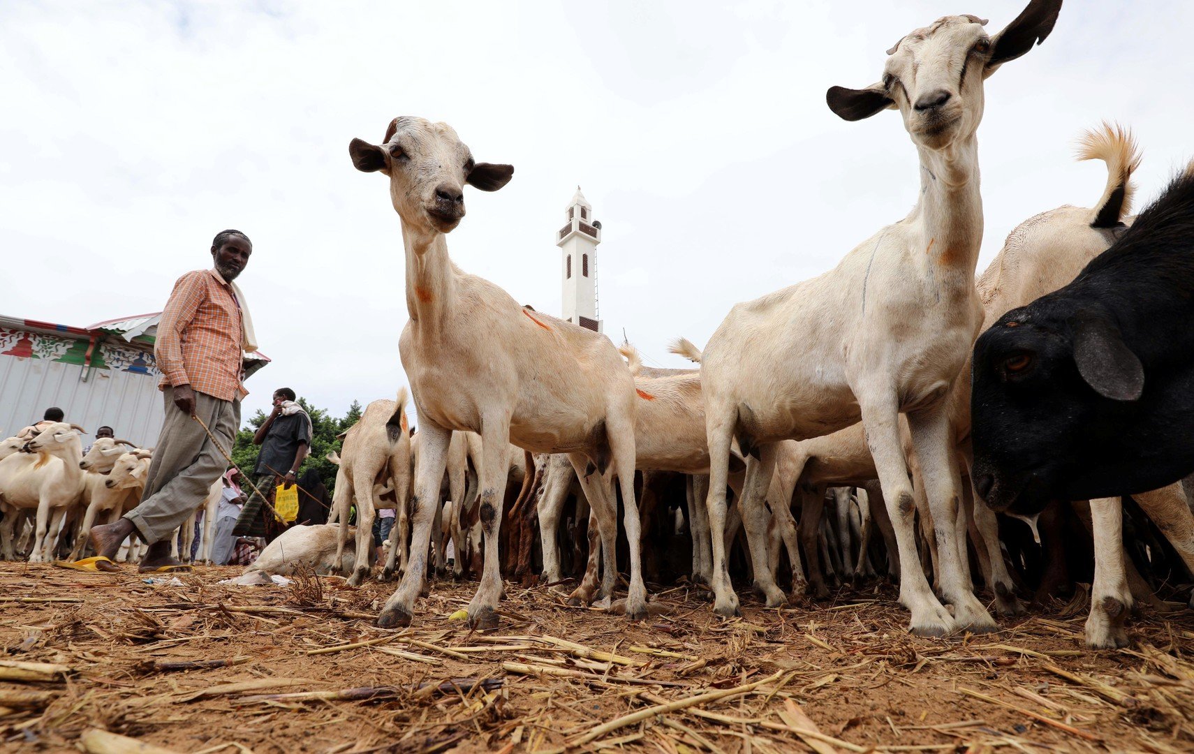 نفوق ماشية سودانية  بملايين الدولارات في السعودية (صورة)
