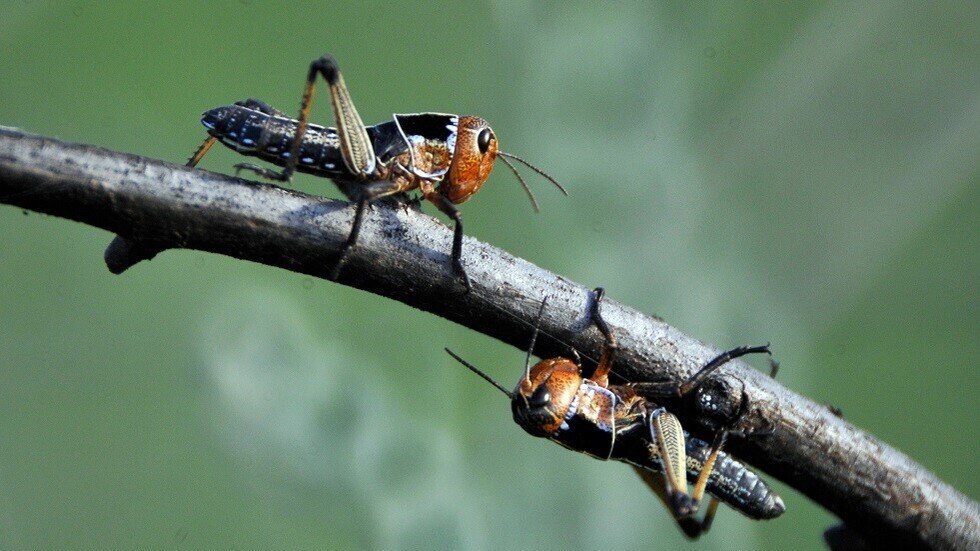  بعد ويلات الحرب والجوع أزمة الجراد تلوح في اليمن