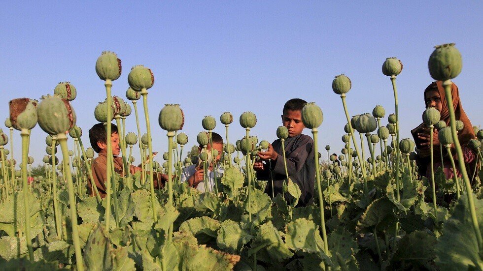 إيران: إنتاج المخدرات في أفغانستان تضاعف 50 مرة بعد دخول القوات الأجنبية
