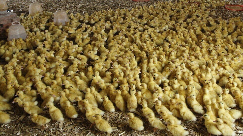 وزارة الزراعة المصرية تعدم نحو 25 ألف فرخ بط فرنسي