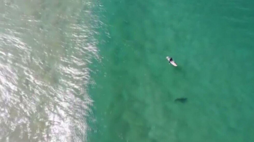 شاهد.. راكب أمواج يهرب من سمكة قرش