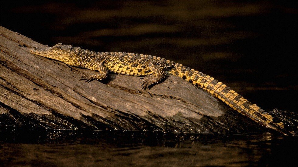 كشف لغز مومياء مصرية