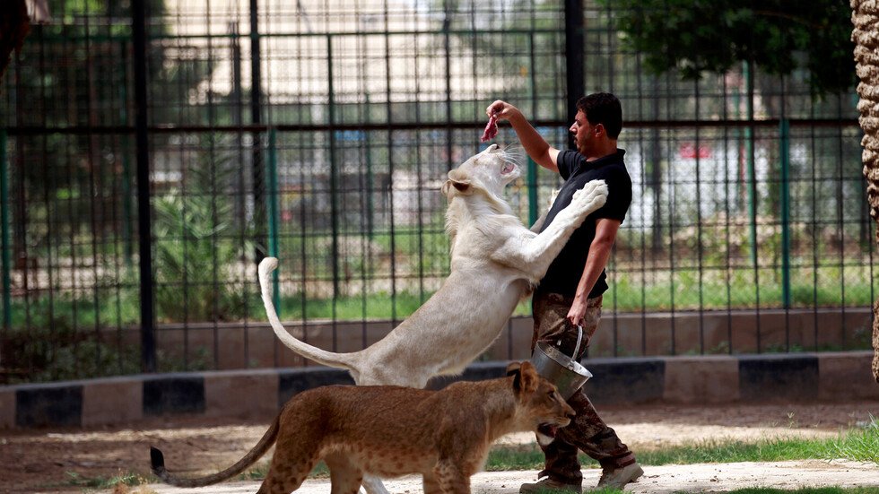 أسود ونمور عدي صدام حسين في أربيل