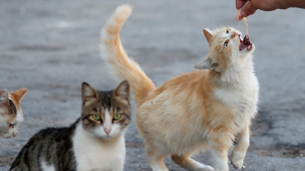 بالفيديو.. هرة تسرق من 