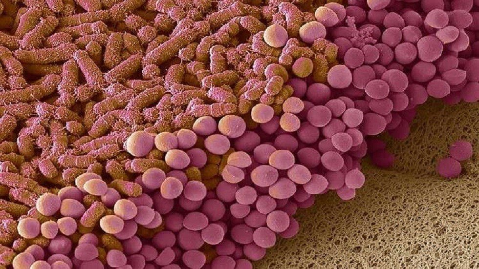 زيادة بكتيريا الأمعاء قد تساعد في مكافحة مرض قاتل!