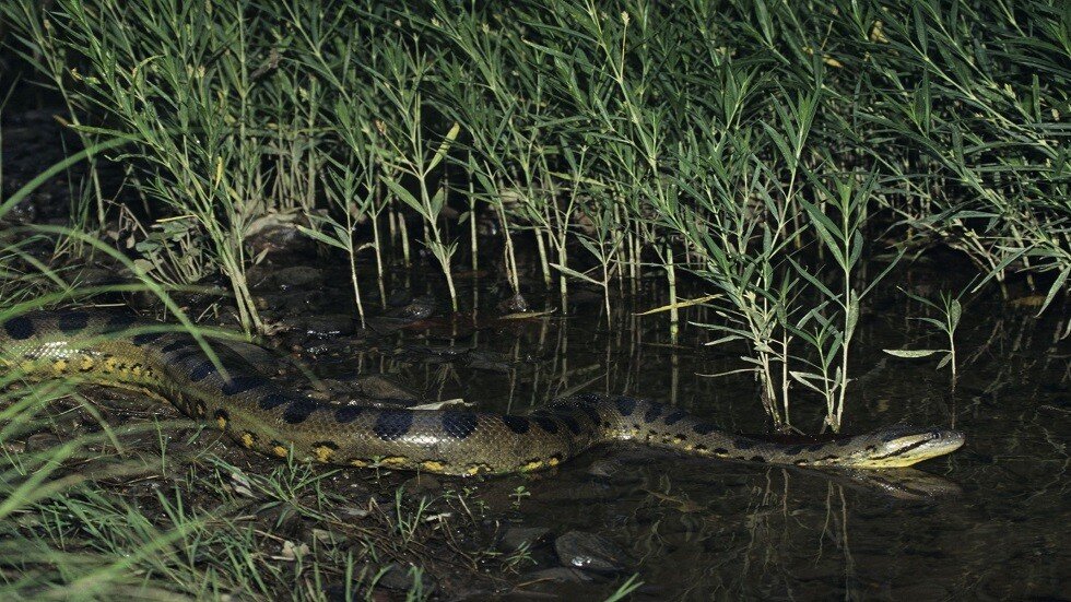 أناكوندا ضخمة تقتل تمساحا في معركة دامية (فيديو)