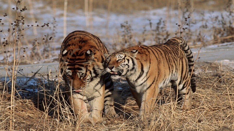الناس لا يلاحظون عصر انقراض الحيوانات لسرعته