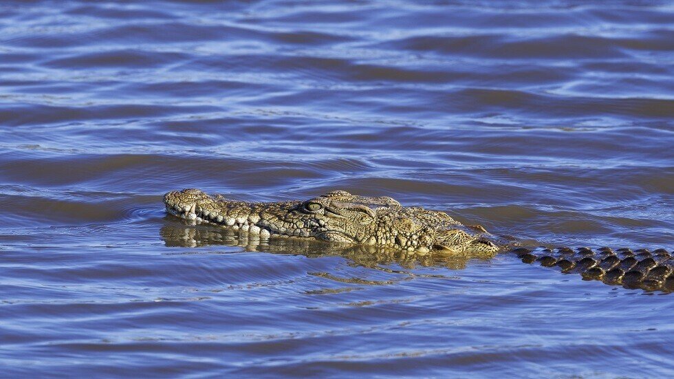 القطع النقدية التي يرميها السياح تستقر في معدة تمساح