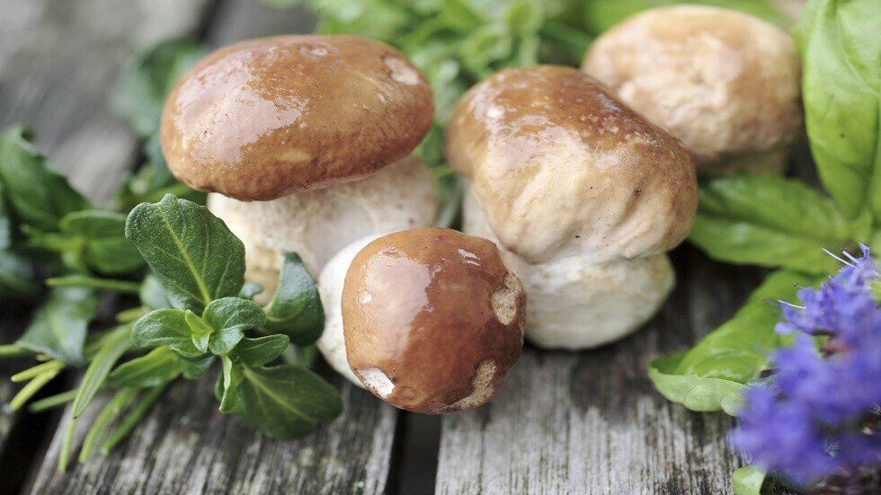 ما هو تأثير الفطر في تطور السرطان؟