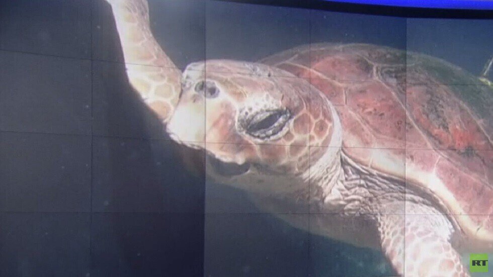 سلاحف البحر تكافح للبقاء على قيد الحياة