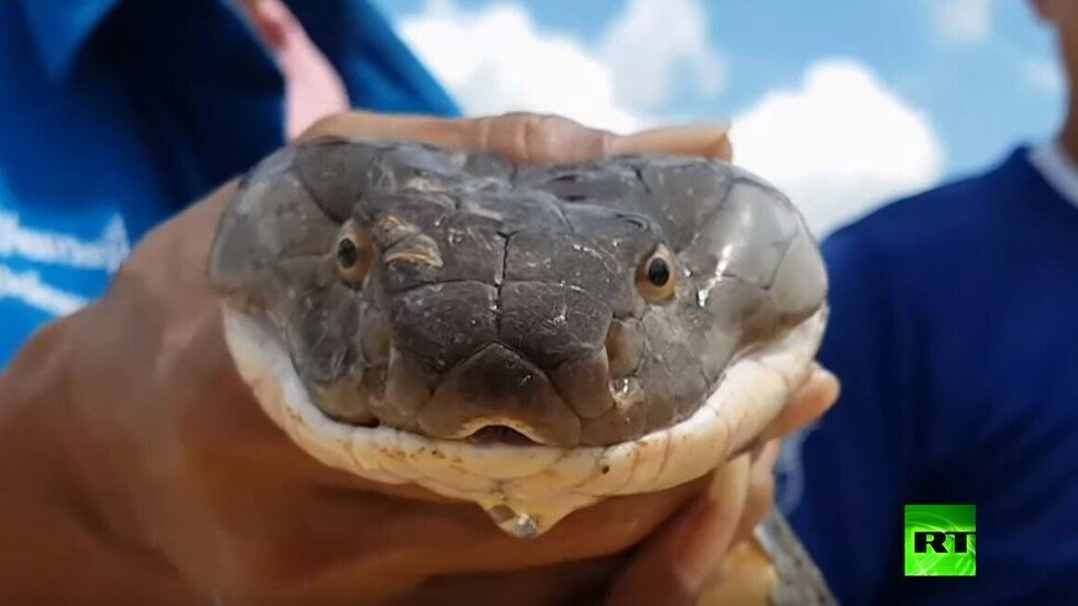 اصطياد كوبرا الملك طولها 4 أمتار ووزنها 15 كيلوغراما