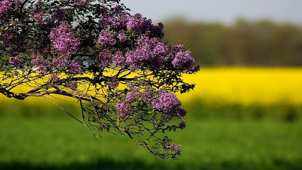 مؤشر طبيعي خطير.. الكرز يزهر في أكتوبر!