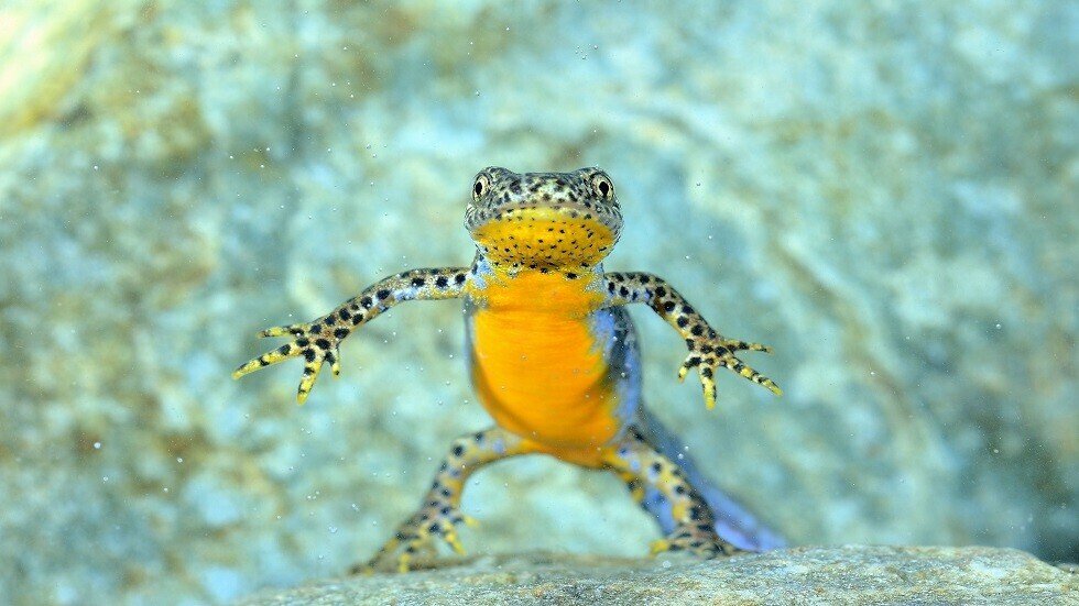 كائن برمائي يخفي أسرارا قد تقدم فائدة غير مسبوقة للبشر!