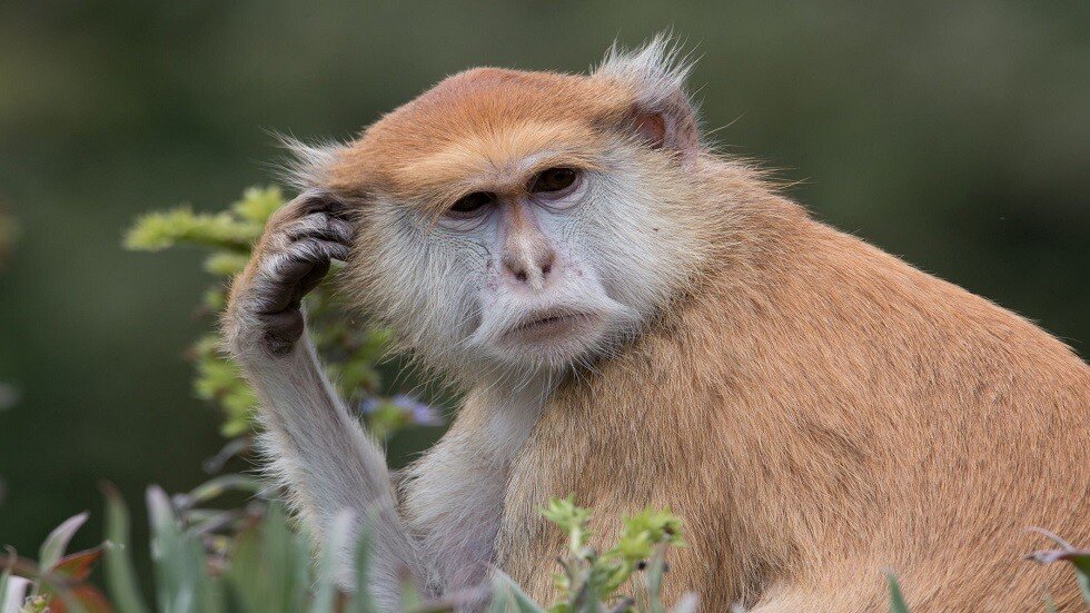 دراسة تكشف تفوق القردة على البشر في اختبار معرفي