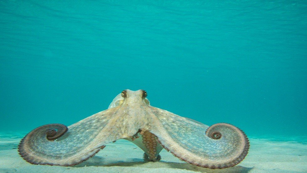 أخطبوط يحاول سرقة كاميرا غواص في أعماق البحار