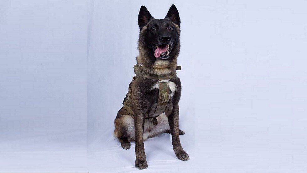 ترامب مقارنا نفسه بالكلب "كونان" يشكو تعامل وسائل الإعلام معه