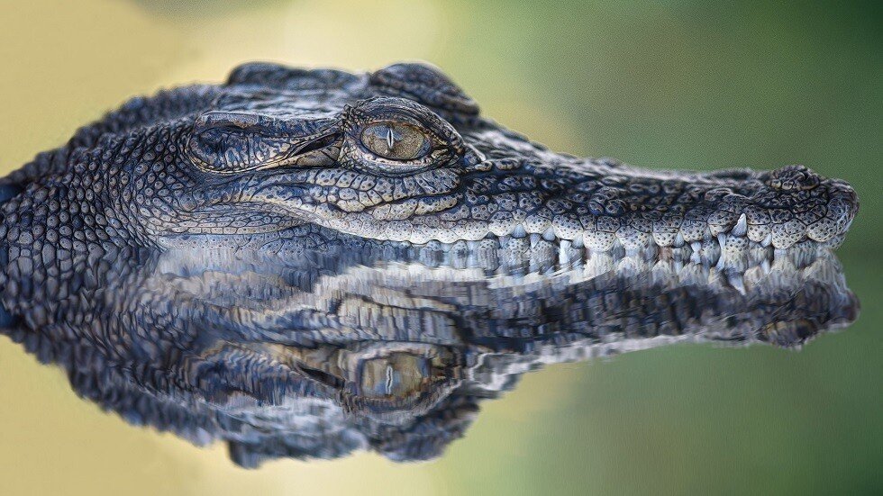 تمساح "يوقظ" هنديا ويرعبه في منتصف الليل (فيديو)