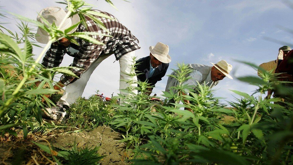 المغرب يسجل تقلص مساحات زراعة 