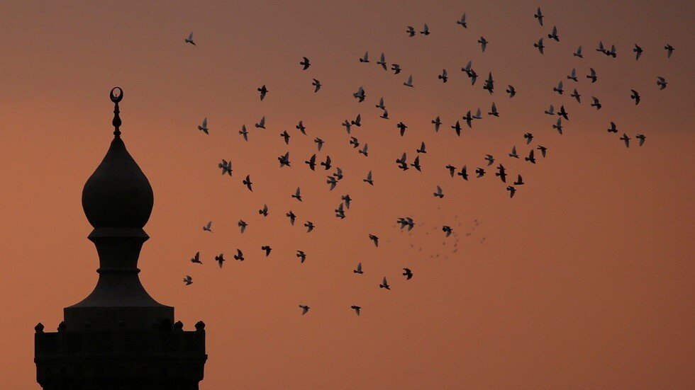 مصر: الصيد العشوائي يهدد الطيور المهاجرة