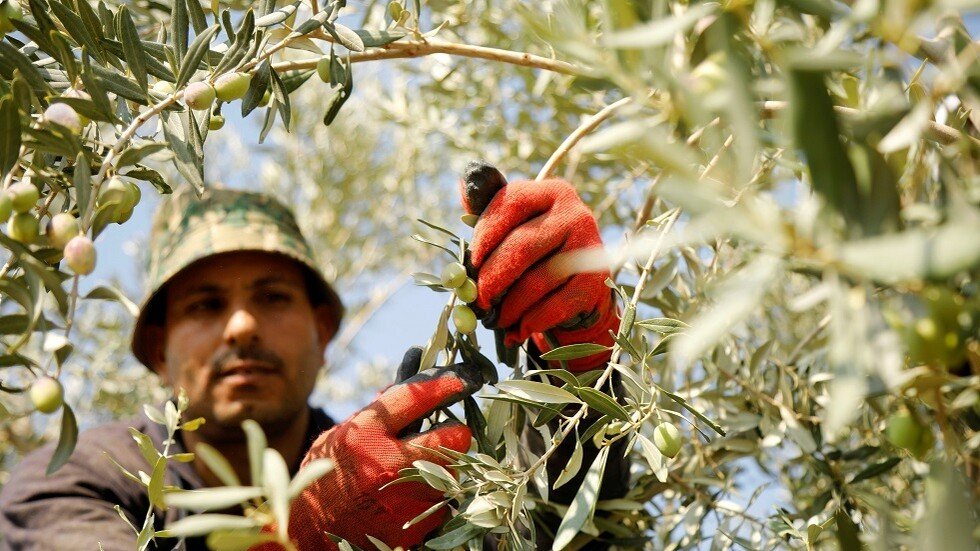  مزارعون إسرائيليون: إعادة أراضي الباقورة للأردن بمثابة 