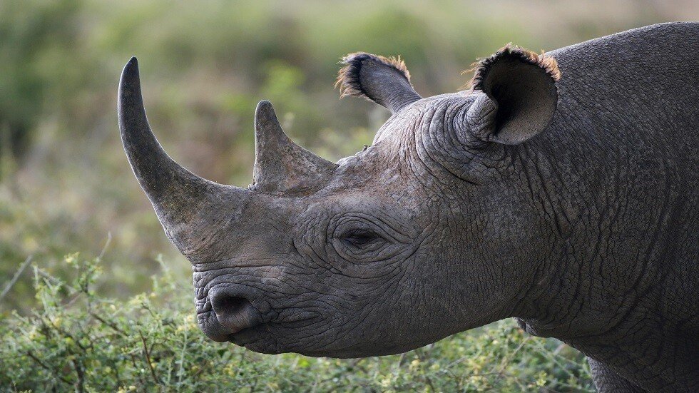 قرن اصطناعي لحماية وحيد القرن من الإبادة