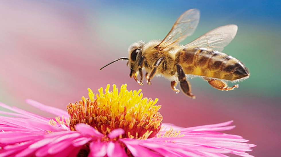 إعادة النظر بتاريخ الحشرات في تطور الأرض