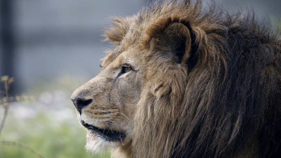 الإمارات.. رجل يستعين بـ"أسد" في مشاجرة مع جاره