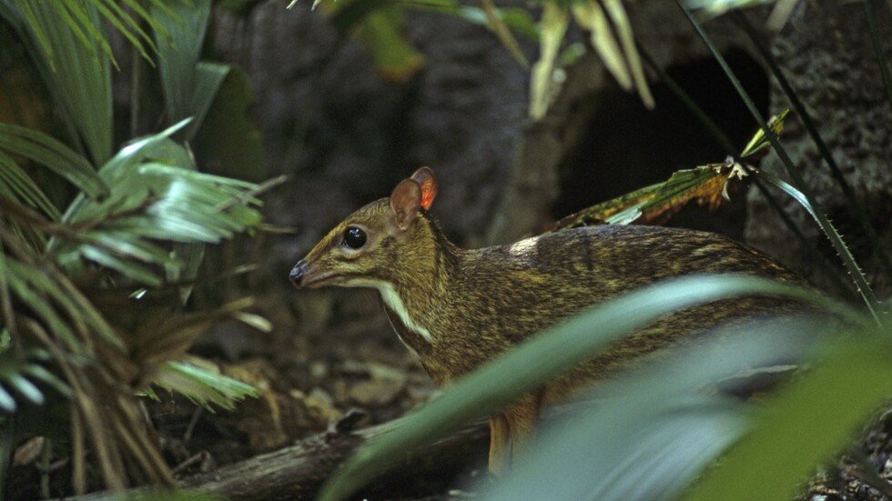 ظهور "الغزال الفأر" مجددا بعد 30 عاما على انقراضه
