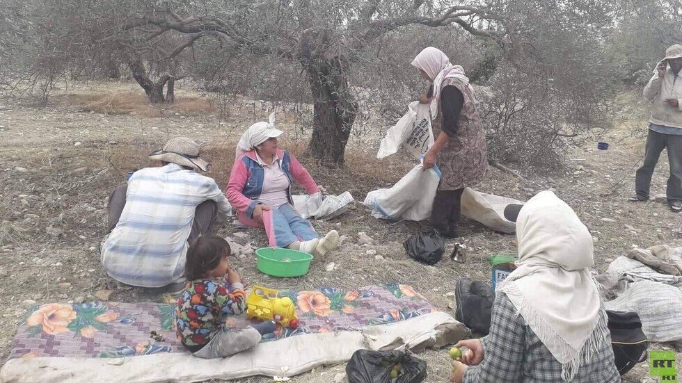 سوريا.. موسم واعد لإنتاج الزيتون وبرنامج زمني لتطوير زراعته