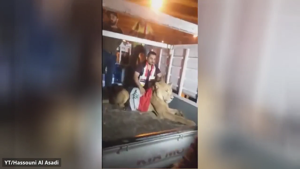 فيديو.. أسد في تظاهرات العراق!