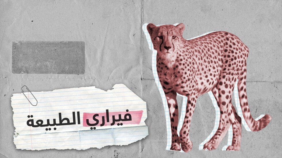 فهود الشيتا.. أسرع حيوانات اليابسة مهددة بالانقراض