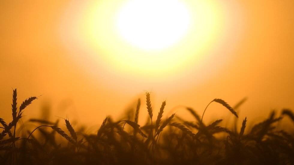 5000 طن من الحبوب الروسية إلى سوريا في شهرين