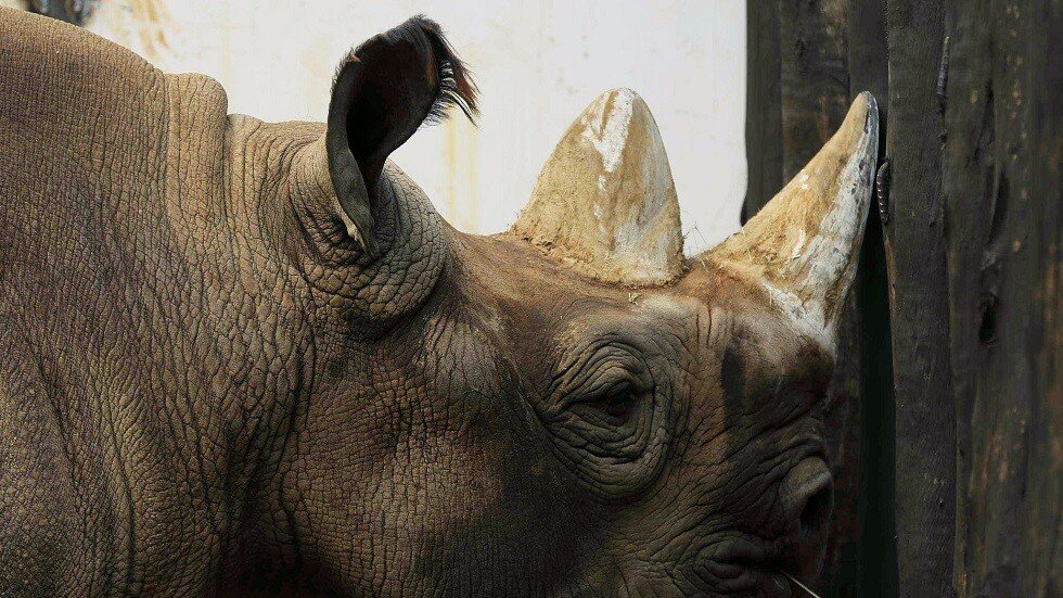 ماليزيا..وفاة آخر أنثى وحيد قرن سومطري بالسرطان