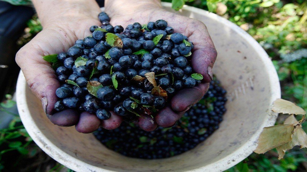 التوت البري أنفع وسيلة للوقاية من النوبة القلبية