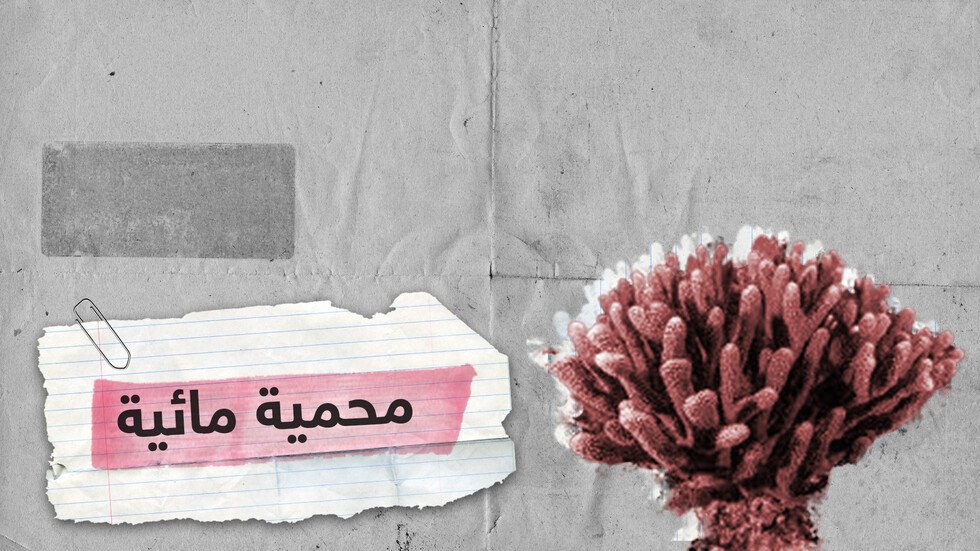 شاهد.. مناظر جميلة من محمية قبالة سواحل ولاية جورجيا الأمريكية