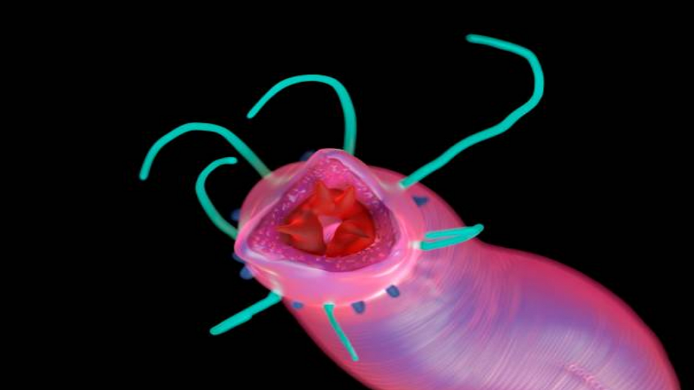 طفيليات الطبيعة الأكثر رعبا على الإطلاق