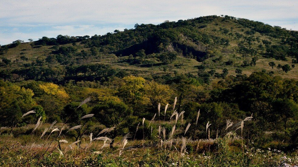 العلماء يكتشفون 5 أنواع من العناكب لم تشهدها روسيا سابقا