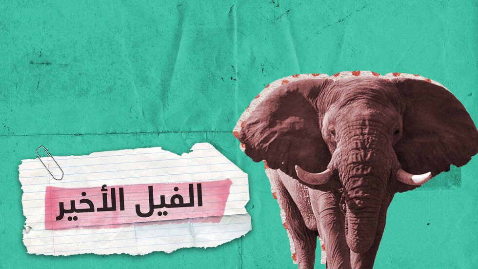 آخر فيل حي في جنوب إفريقيا!