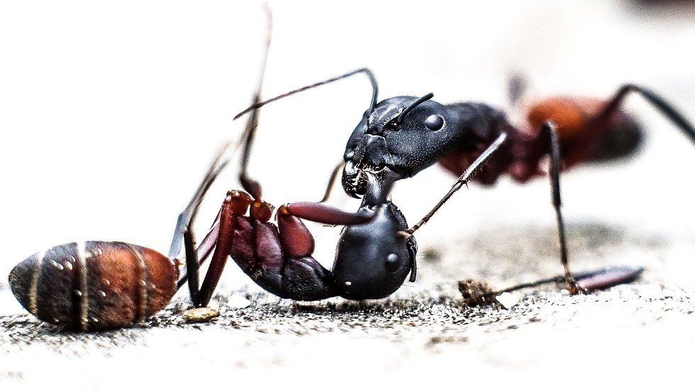 اكتشاف مستعمرة ضخمة من النمل 