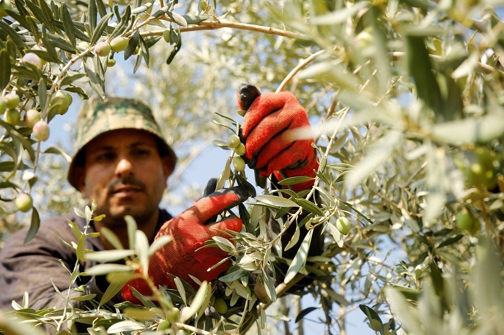  مزارعون إسرائيليون: إعادة أراضي الباقورة للأردن بمثابة 