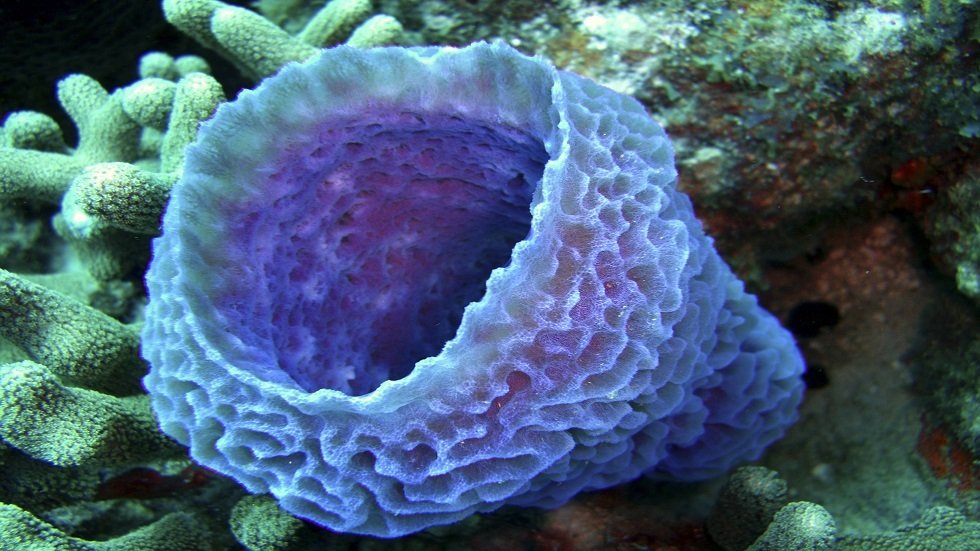 مركبات من صبغة إسفنج البحر تقتل الخلايا السرطانية