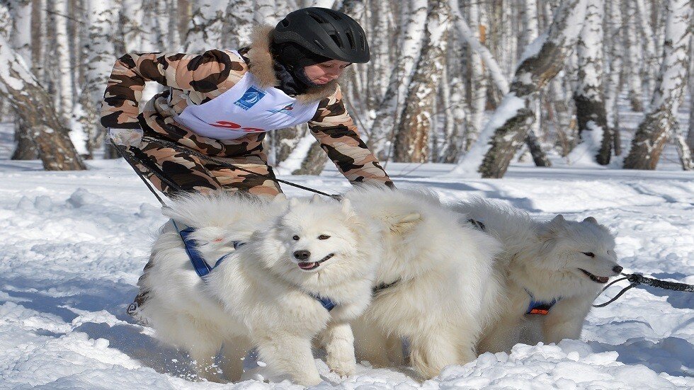جنود المشاة الروس يتدربون على قيادة مركبة الكلاب القطبية