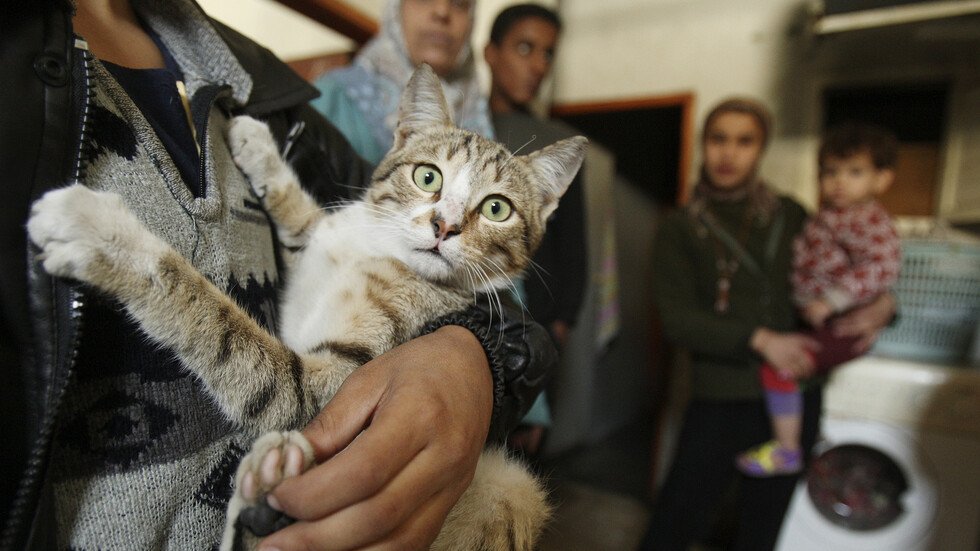 مصر.. حالات اختناق بسبب "قطة"