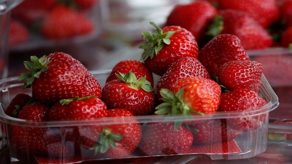 غزة تصدر الفراولة لدول الخليج