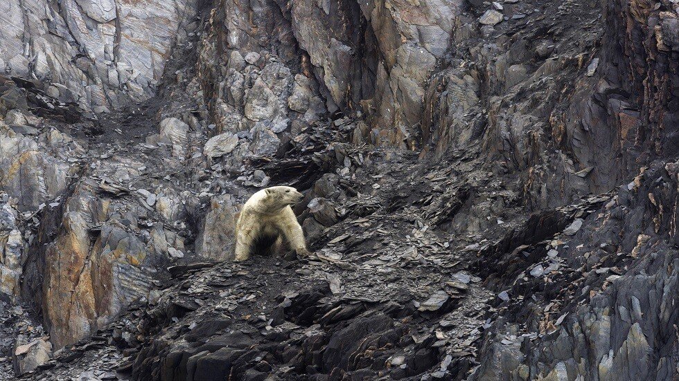 الدببة القطبية تغزو شبه جزيرة في أقصى شرق روسيا