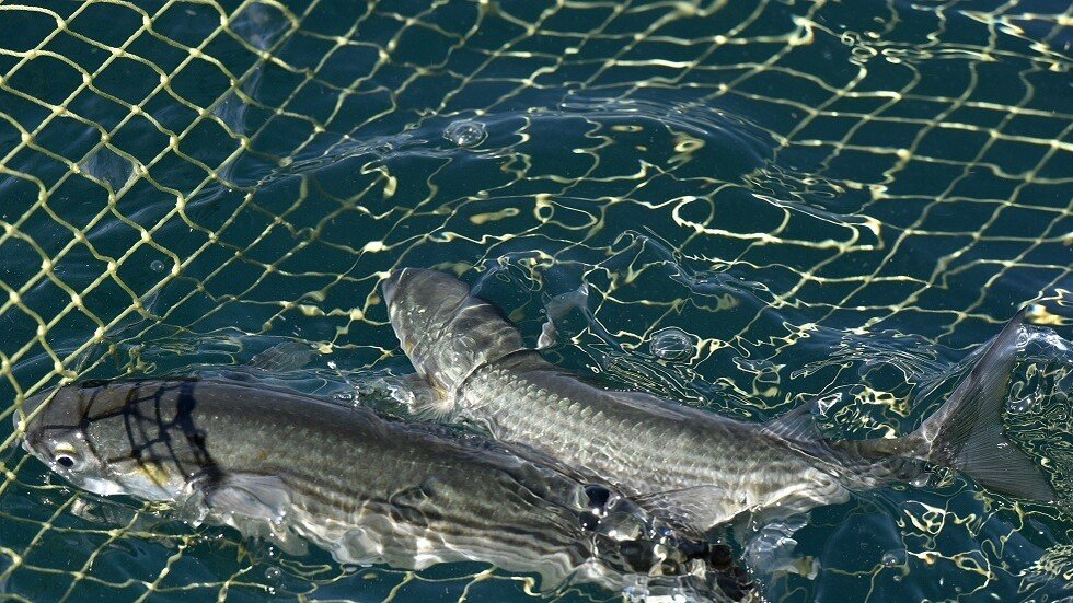 غرق سفينة صيد تحمل 30 طنا من السمك قبالة جورجيا