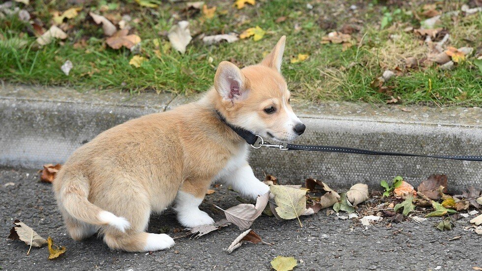 مسؤول روسي يتعرض لحادث مروري مؤلم أثناء محاولته إنقاذ جرو من الموت