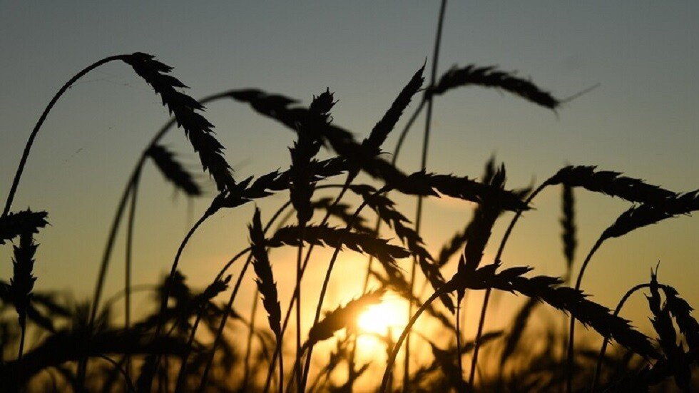 روسيا ترسل 100 ألف طن من الحبوب إلى سوريا