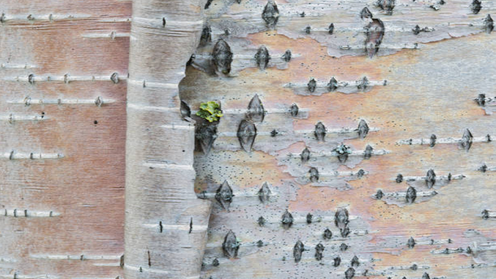 علكة عمرها 5700 سنة تكشف "صورة فتاة" في إنجاز غير مسبوق!